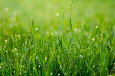 Grass with water droplets ready to be mowed